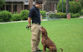 Boot Camp Program for Dogs