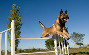 Specialized Training Options for Dogs and Puppies